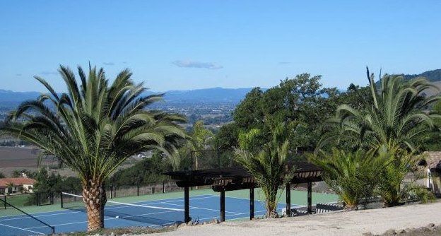Canary Island Palms – Santa Rosa
