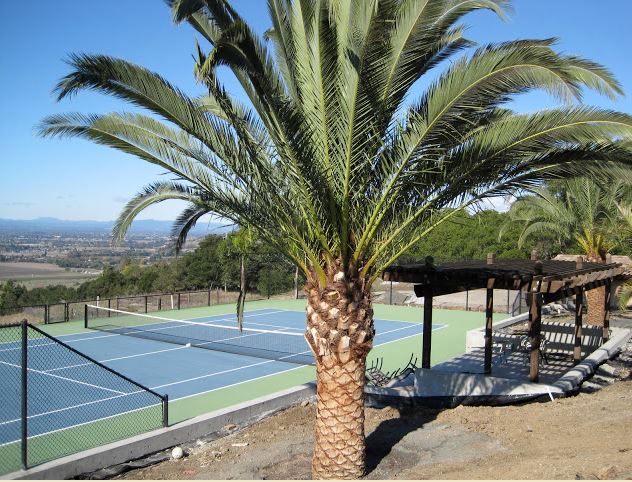 Canary Island Palms – Santa Rosa