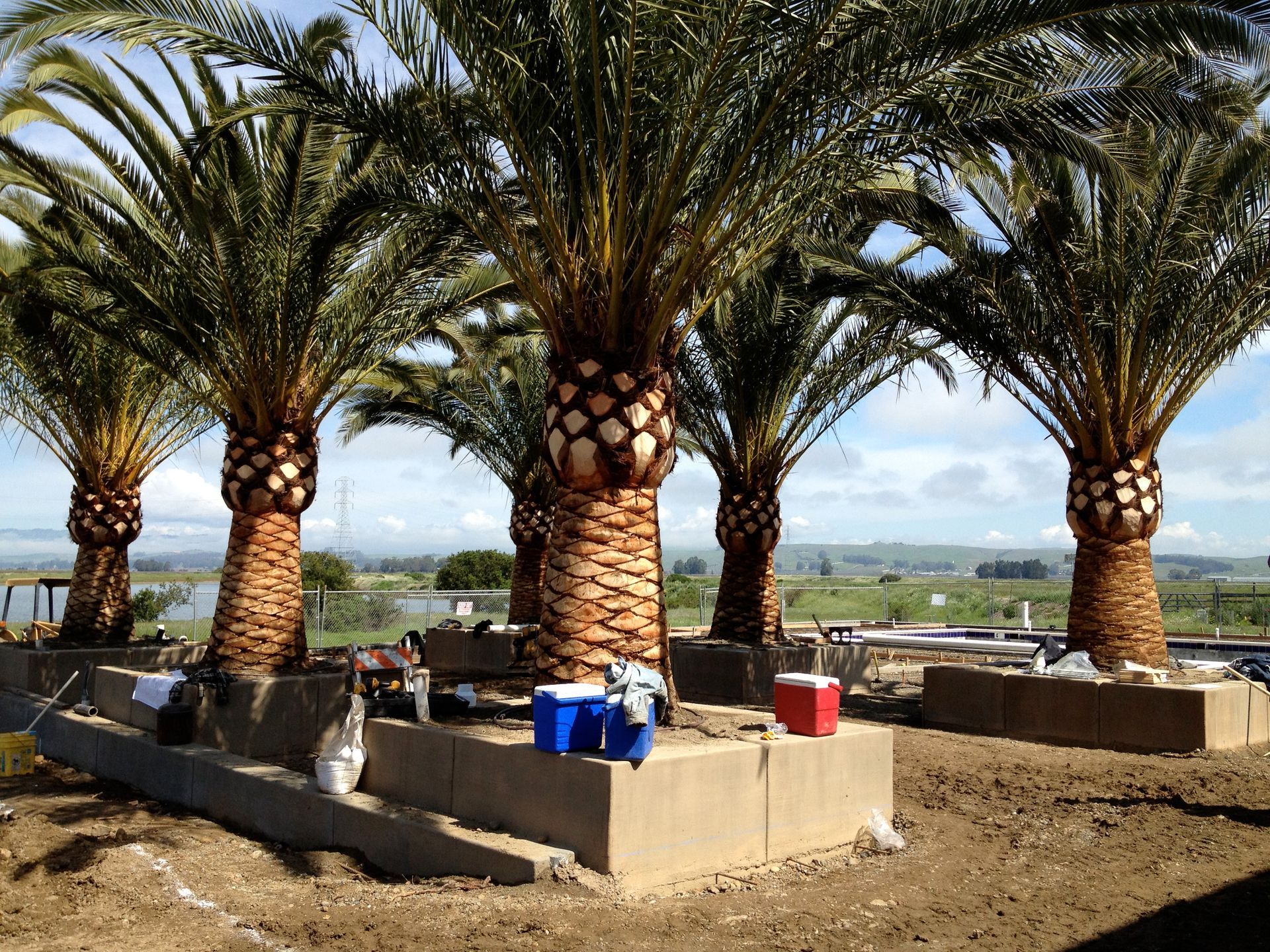A row of palm trees with blue and red coolers in front of them
