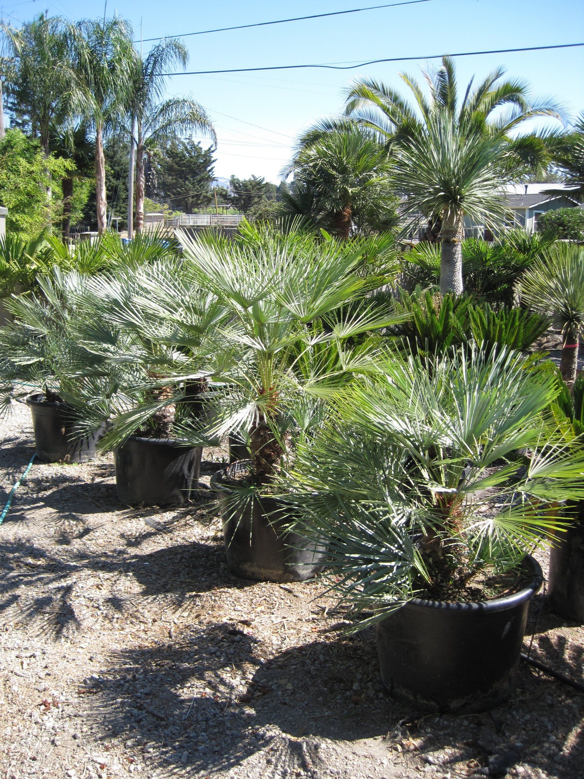 Chamaerops Cerifera – Moroccan Blue