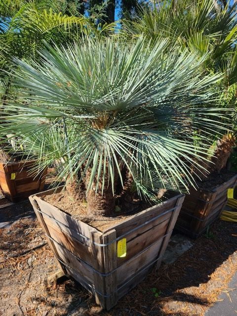 Chamaerops Cerifera 30” box