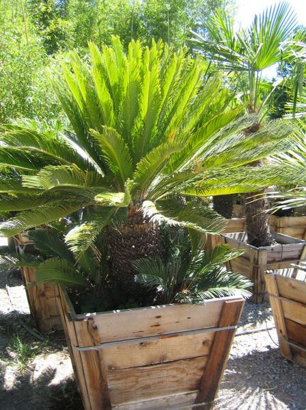 Cycas Revoluta – Sago Palm
