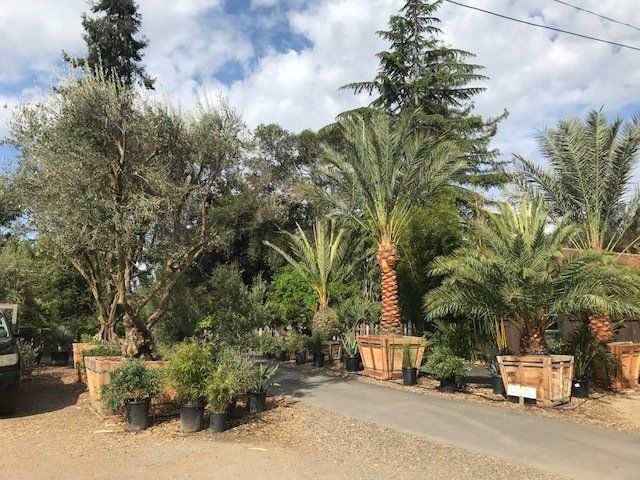 Date Palms and Olives