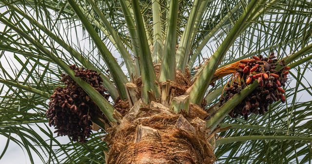 Date Palms | Oakland, CA | Jungle Bamboo and Palms