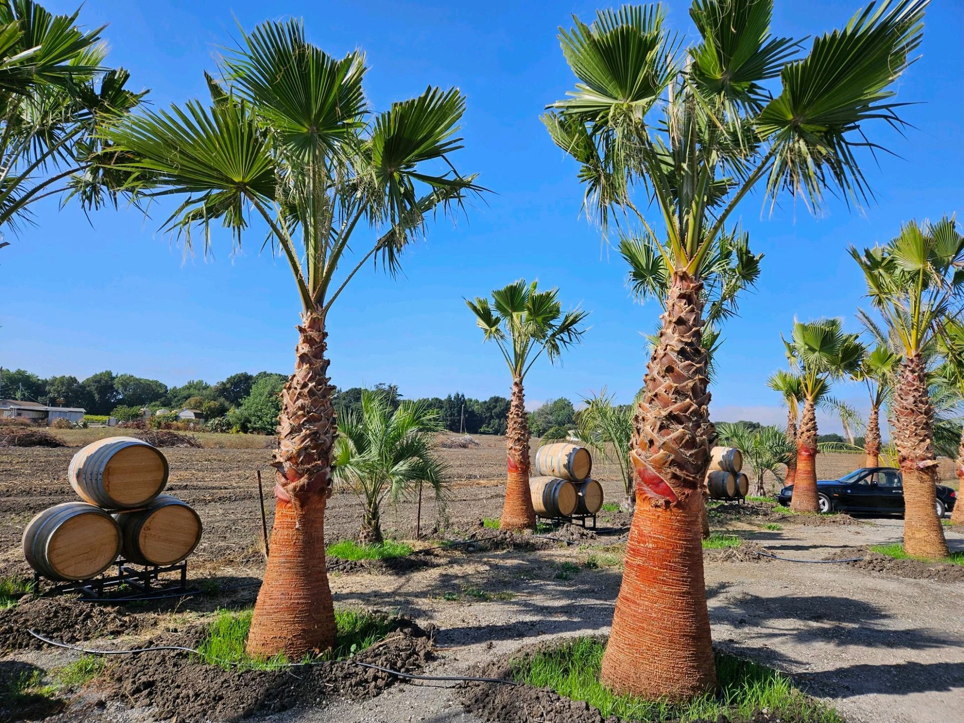 Washingtonia Filibust - Napa Winery