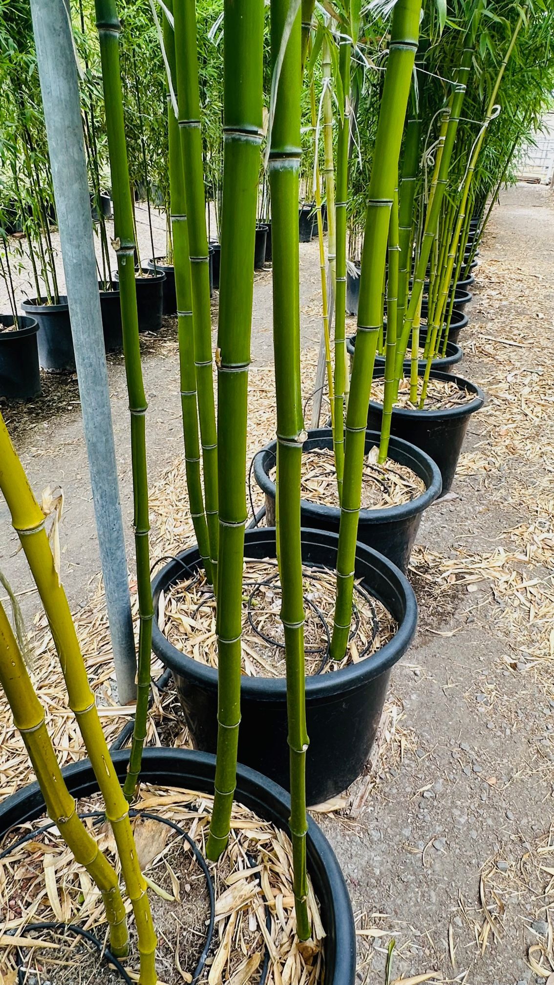 Phyllostachys Rubromarginata