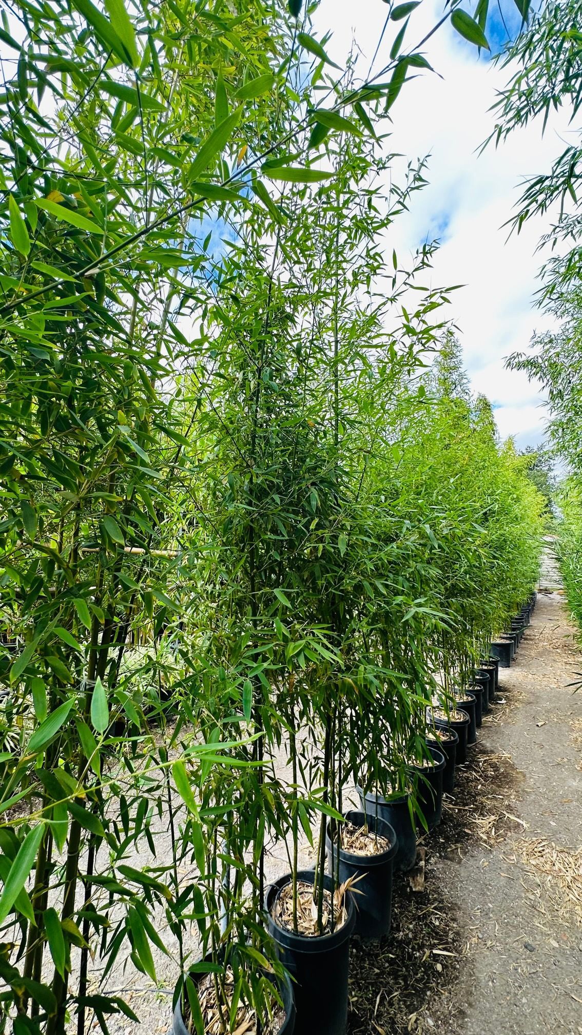 Phyllostachys Rubromarginata