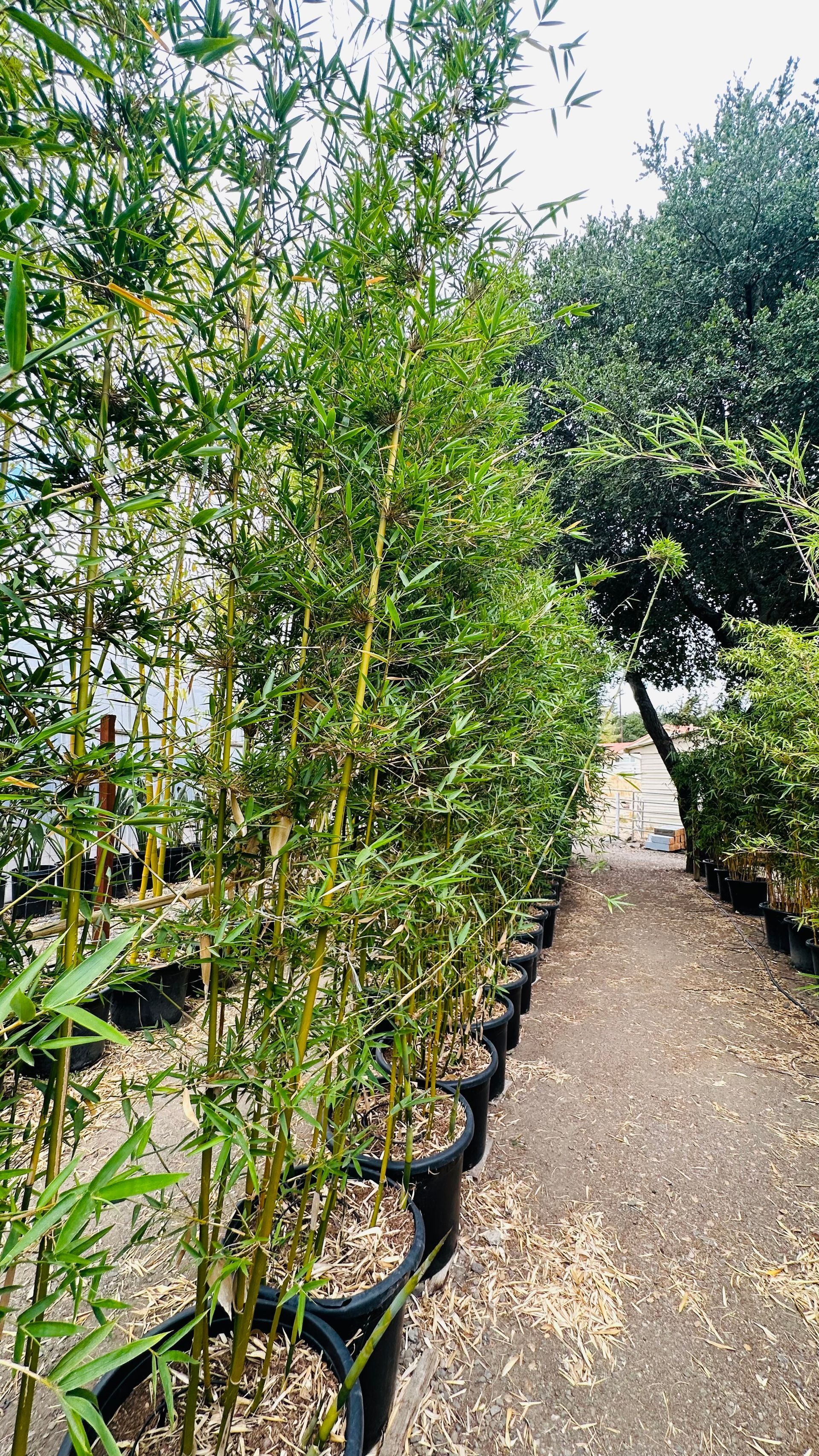 Bambusa Textilis Gracilis