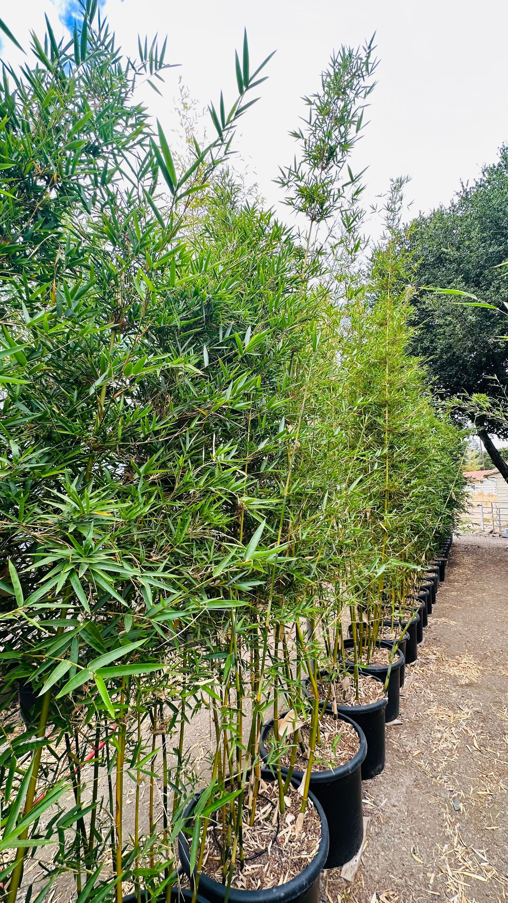 Bambusa Textilis Gracilis