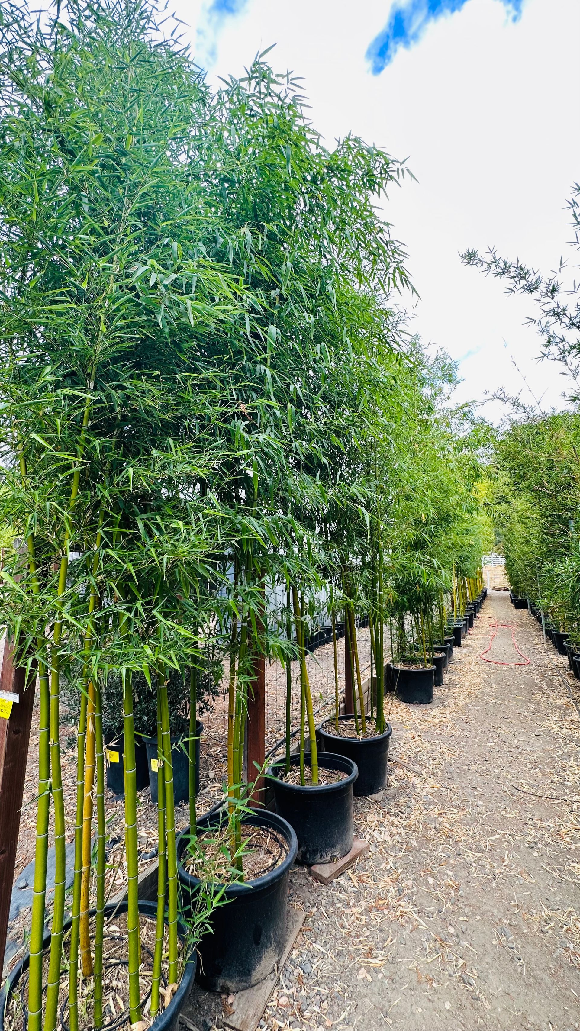 Phyllostachys Bambusoides