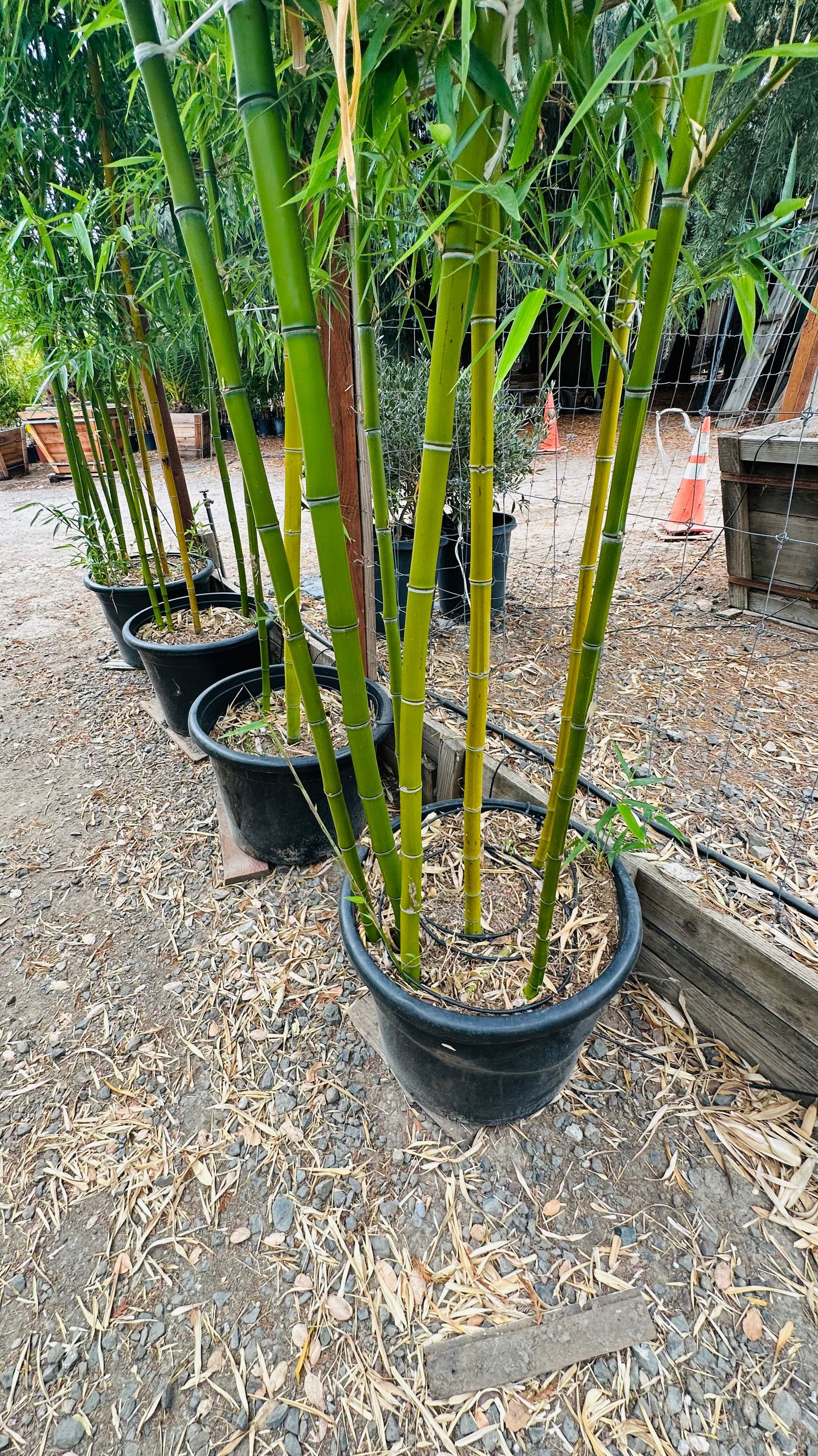 Phyllostachys Bambusoides