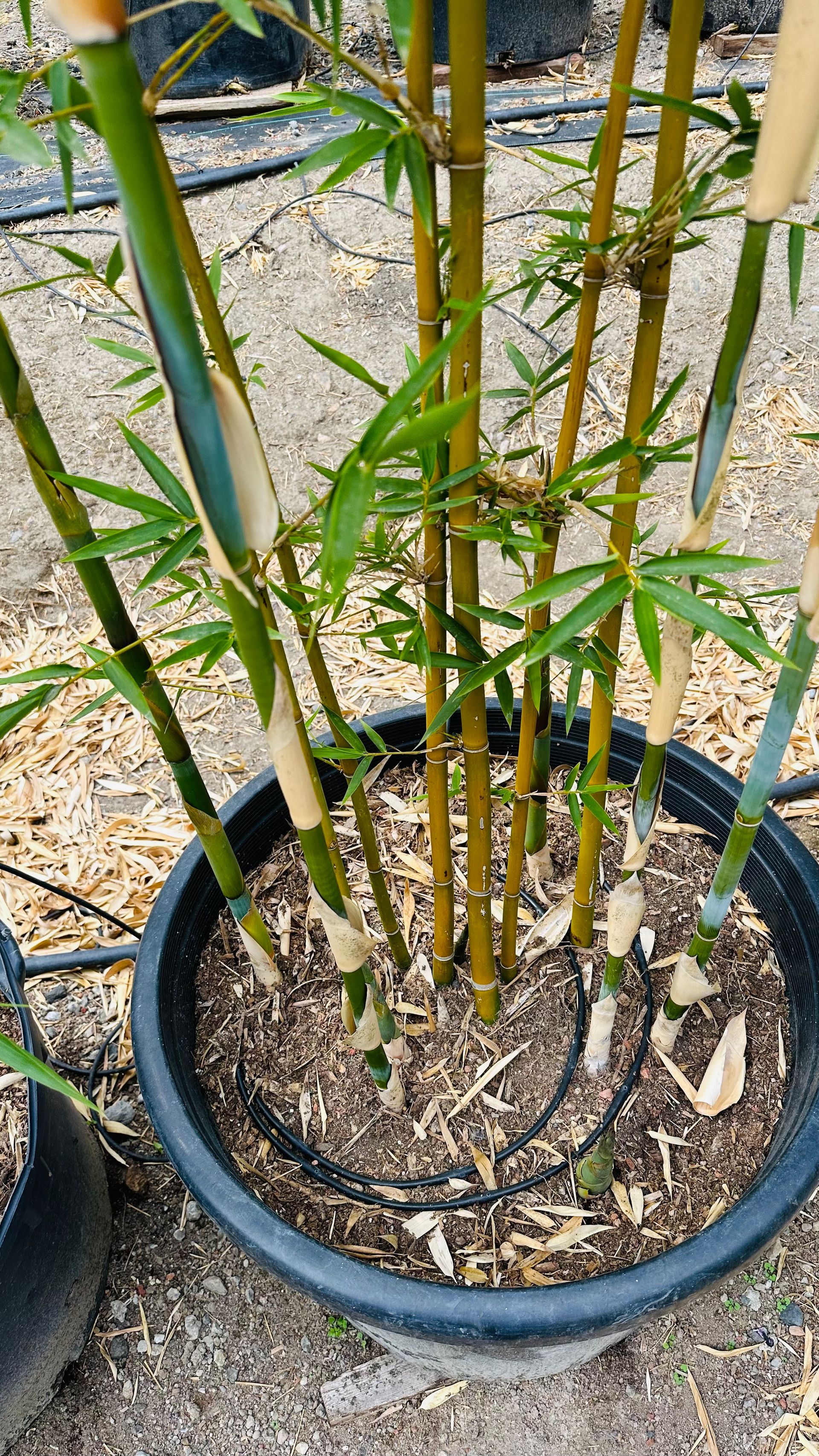 Bambusa Multiplex Scranton