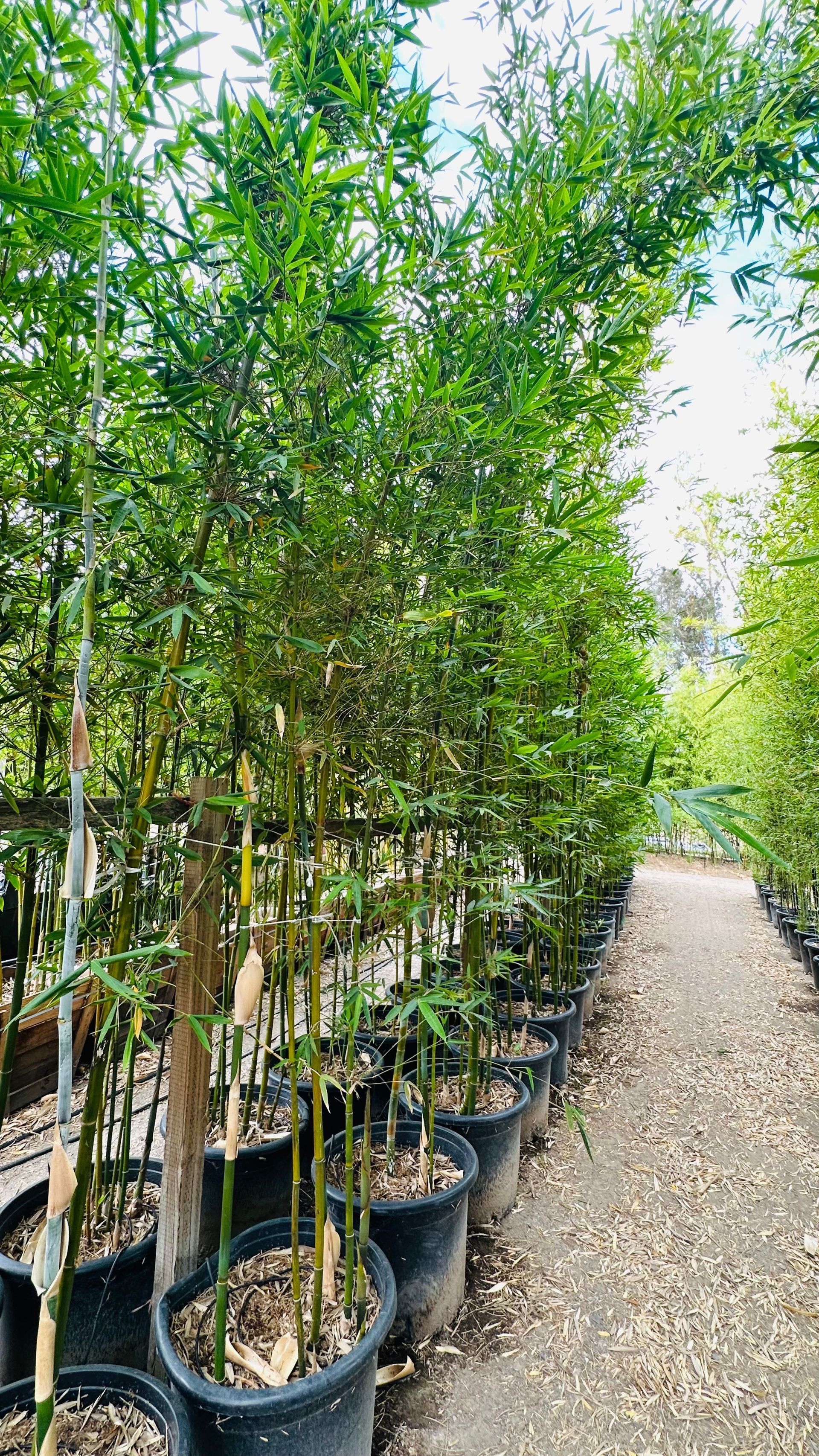 Bambusa Textilis