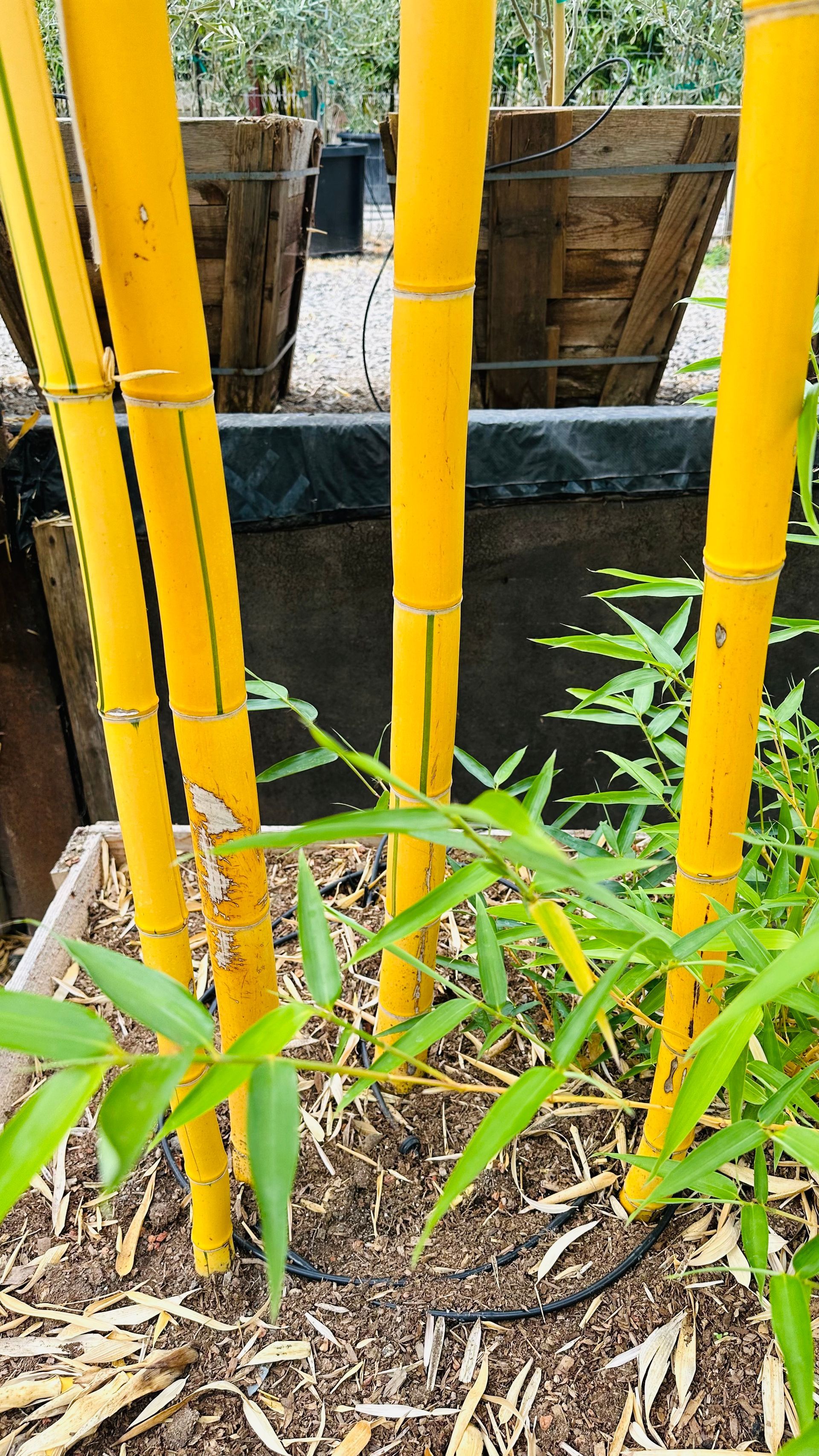 Phyllostachys Vivax Aureocaulis