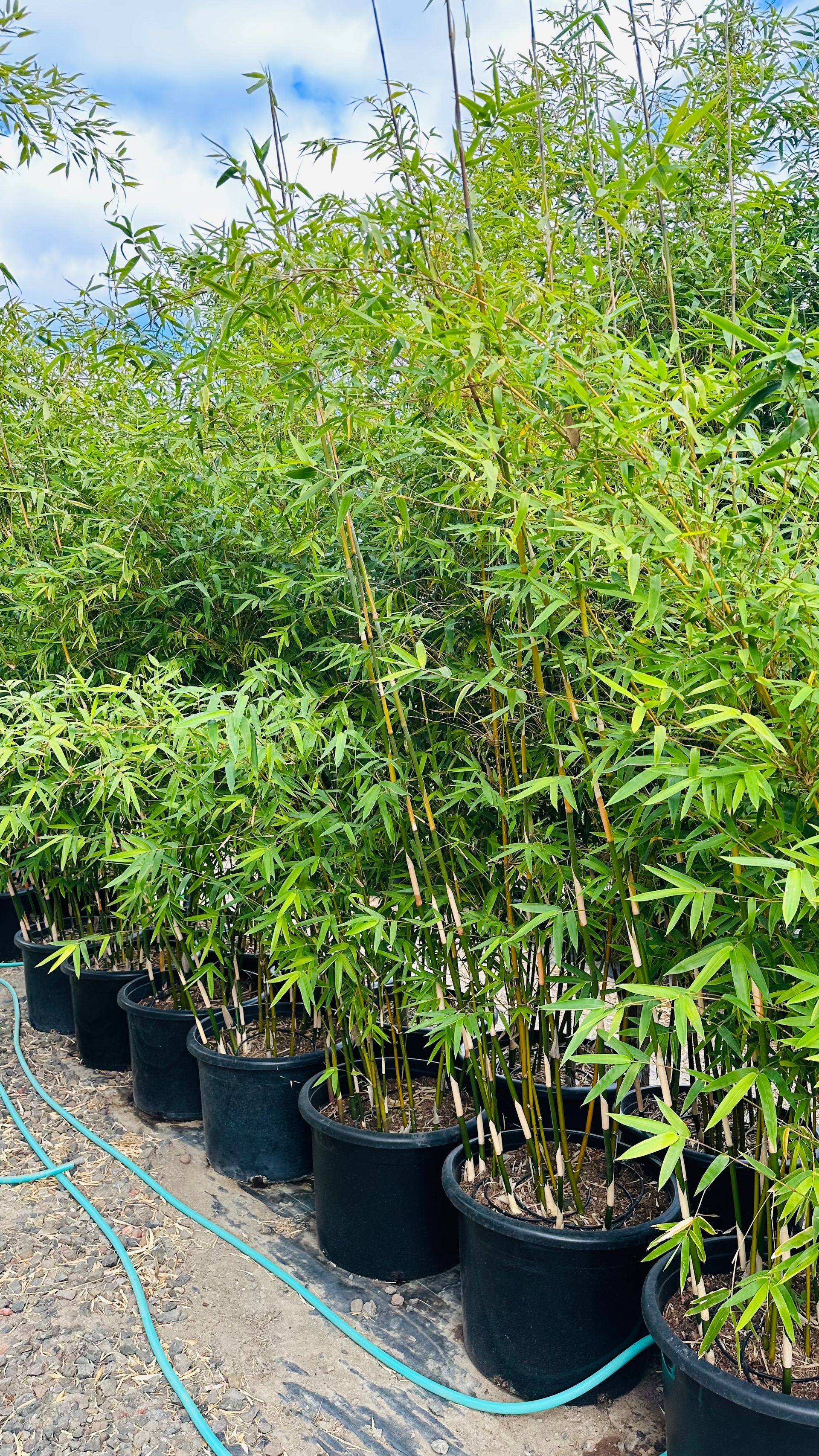 Bambusa Multiplex Midori Green