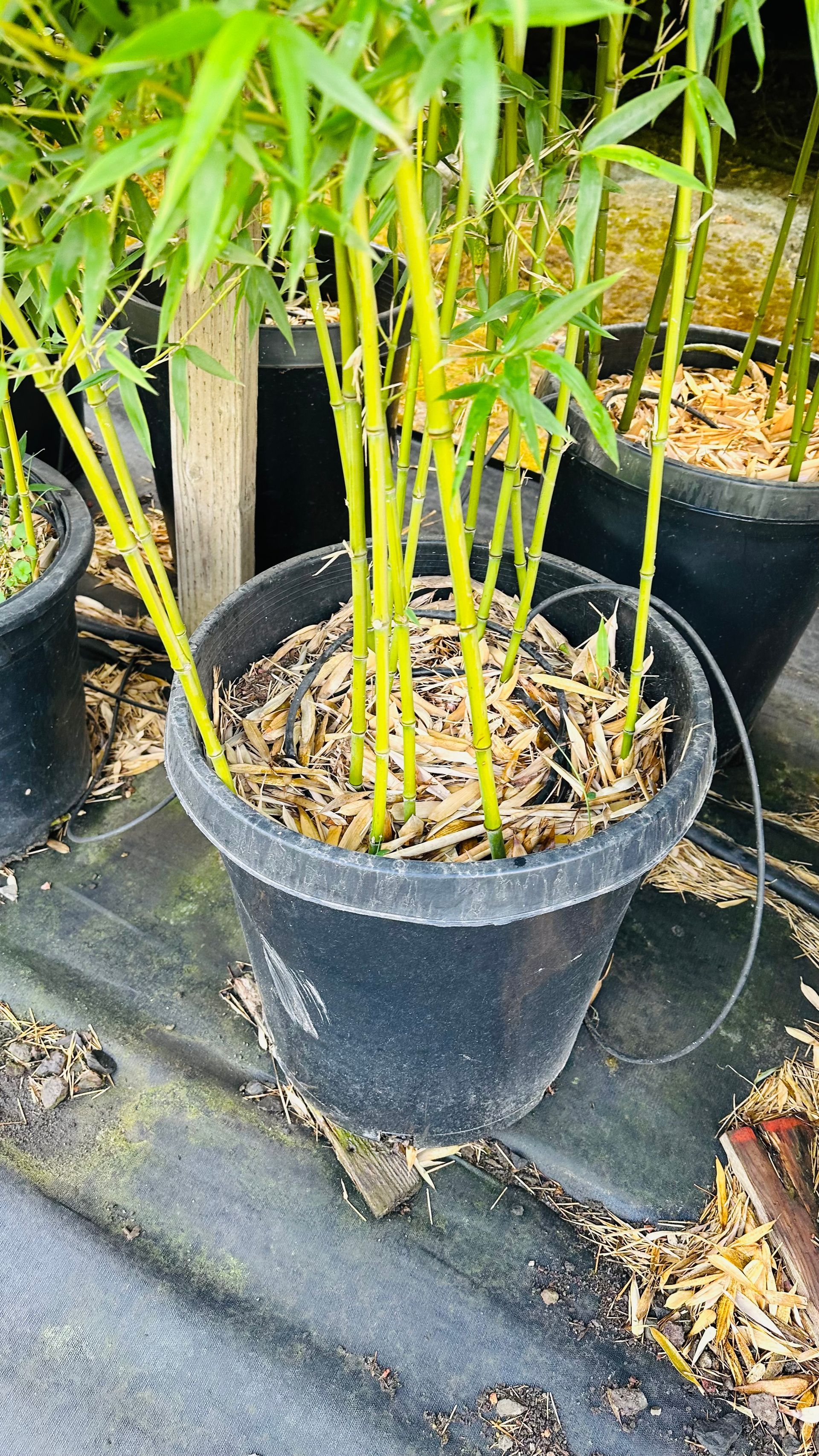 Phyllostachys Bissetii