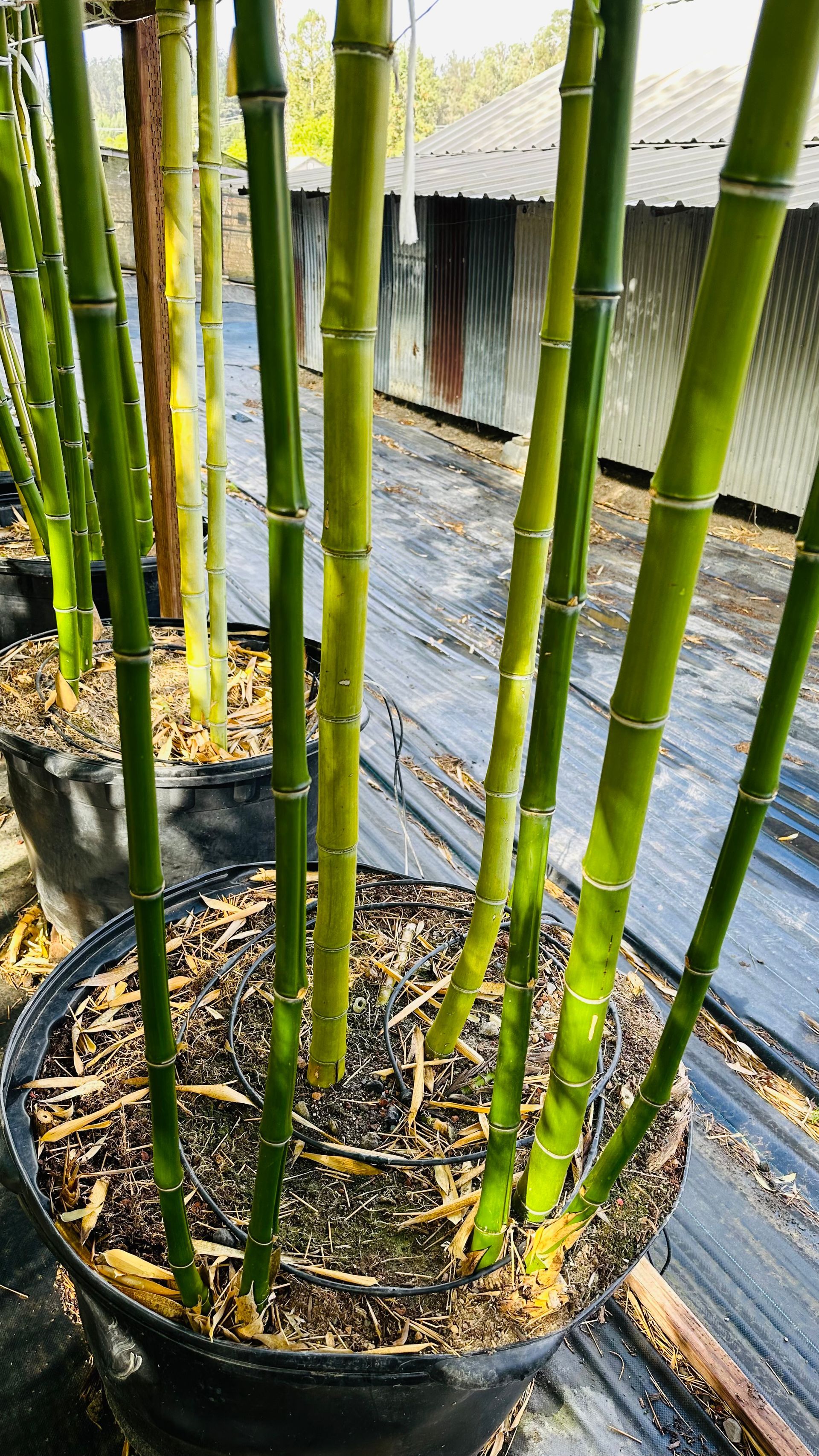 Phyllostachys Vivax
