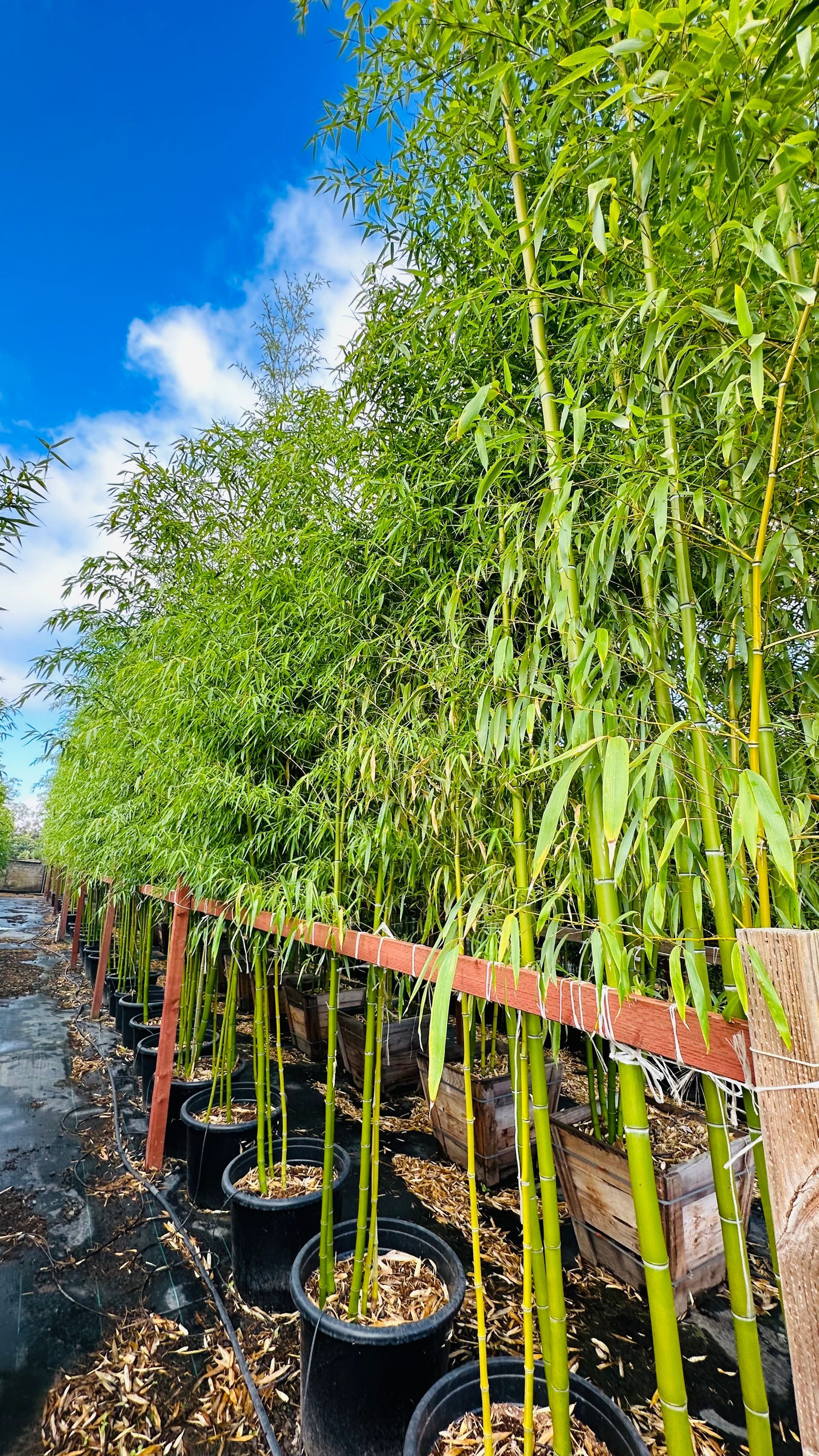 Phyllostachys Vivax