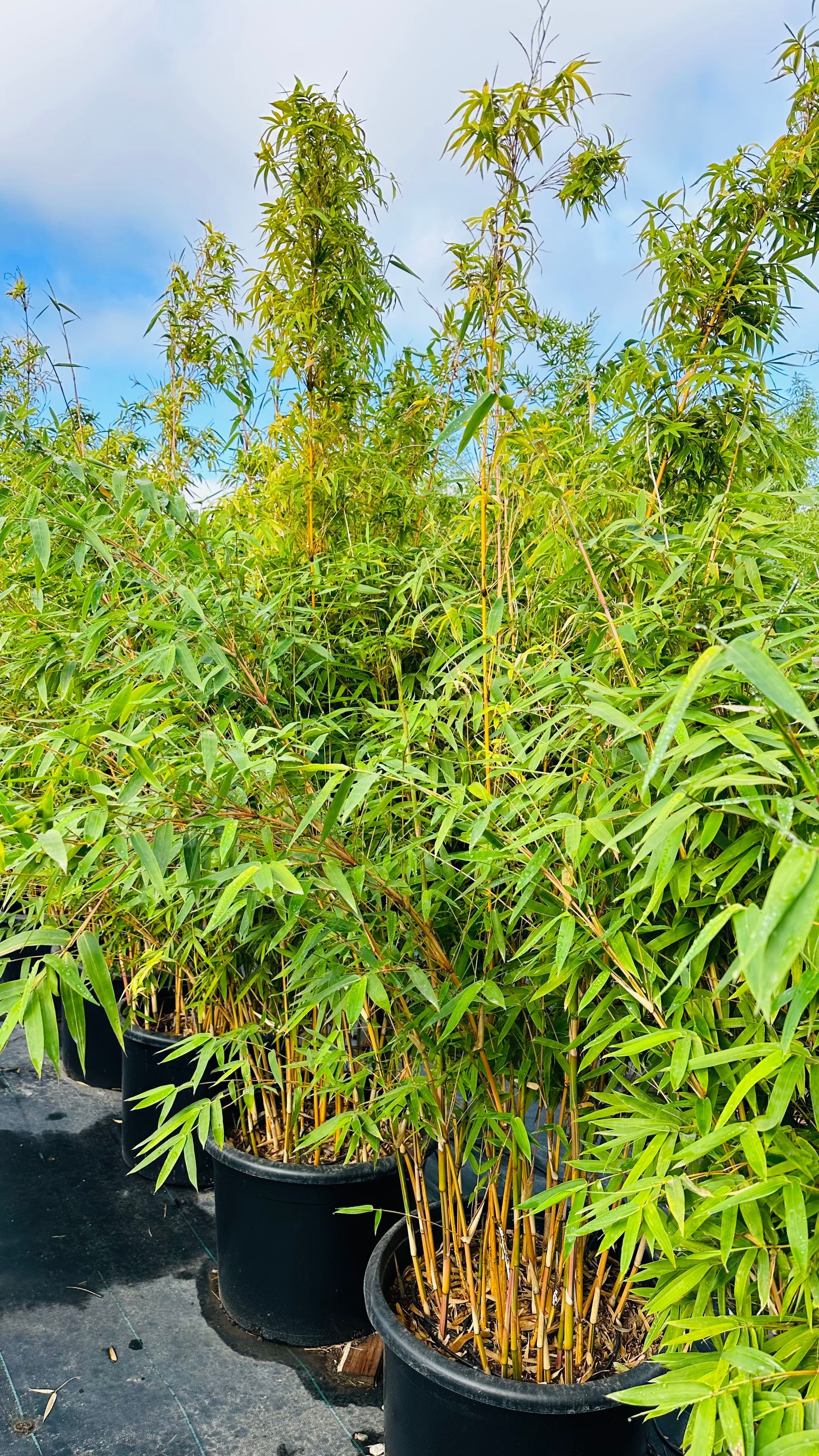 Bambusa Multiplex Alphonse Karr