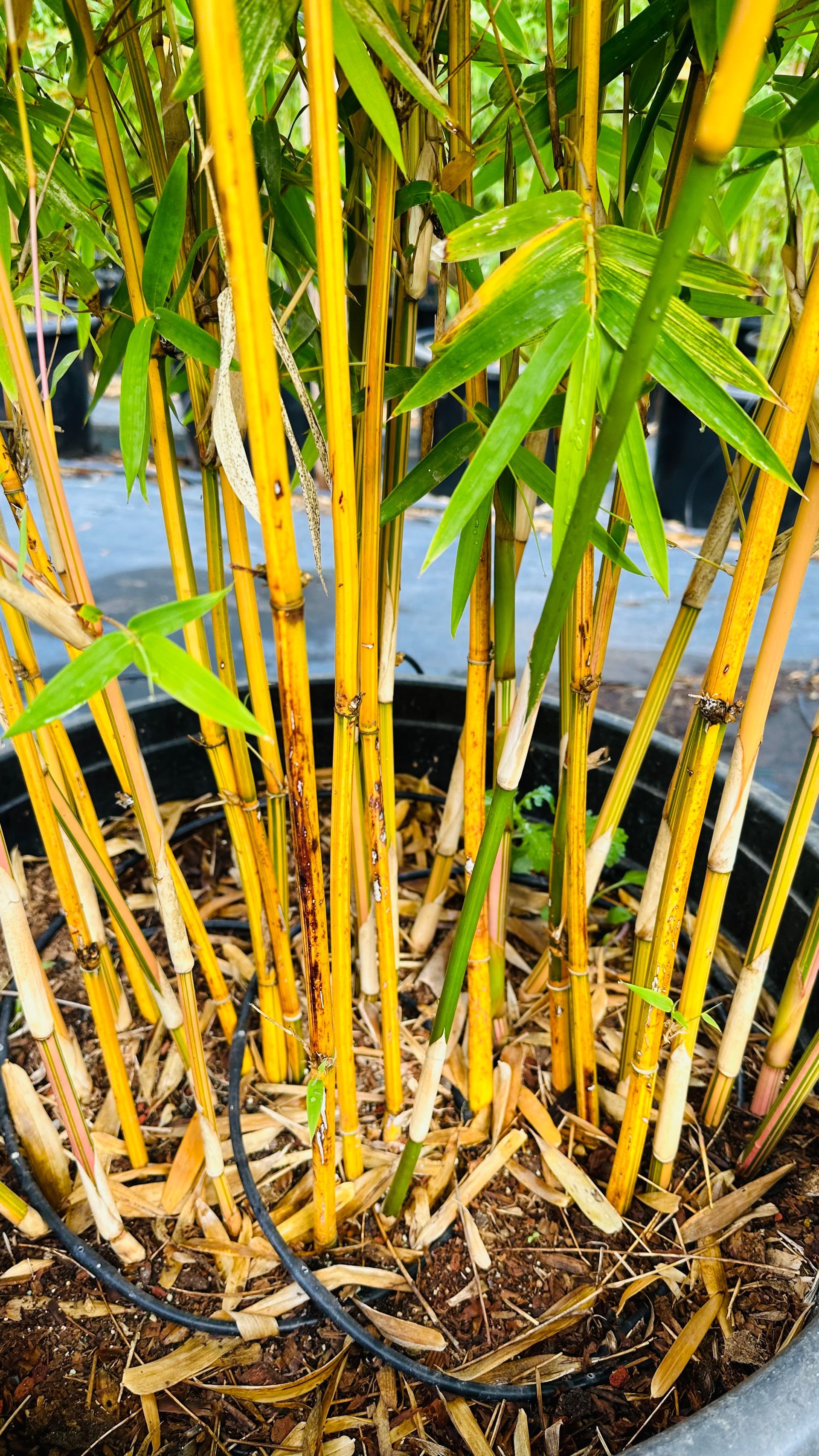 Bambusa Multiplex Alphonse Karr