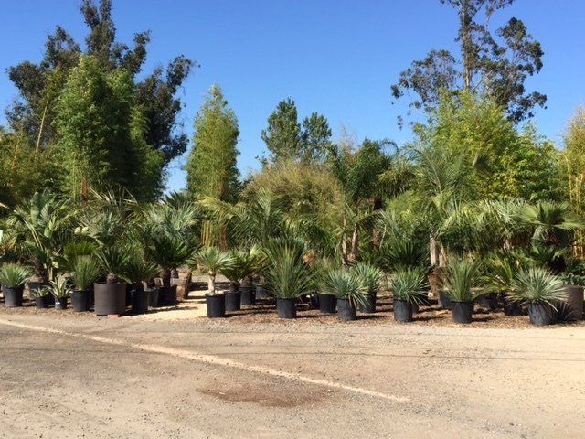 Parking Lot View Of Palms