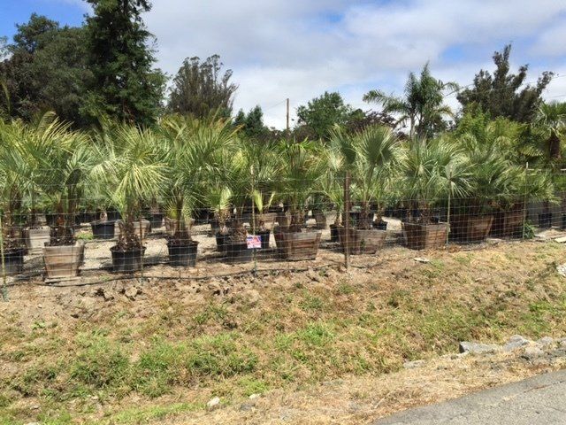 Palms At Jungle Bamboo and Palms Entry