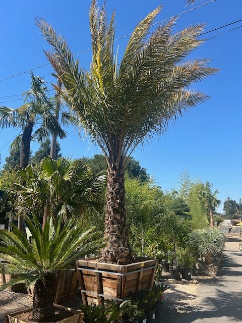 A large palm tree is sitting in a wooden box in a garden.