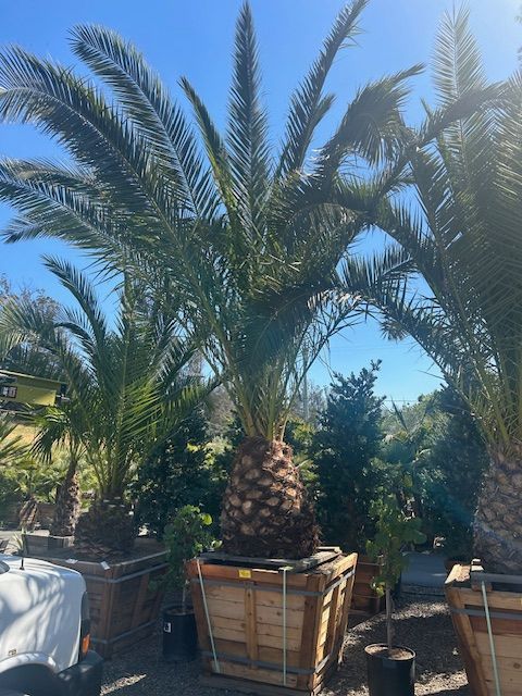 A large palm tree in a wooden crate