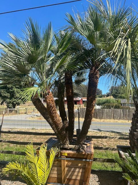 A palm tree is sitting in a wooden box in a yard.