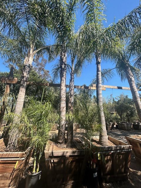 A row of palm trees in pots in a garden on a sunny day.