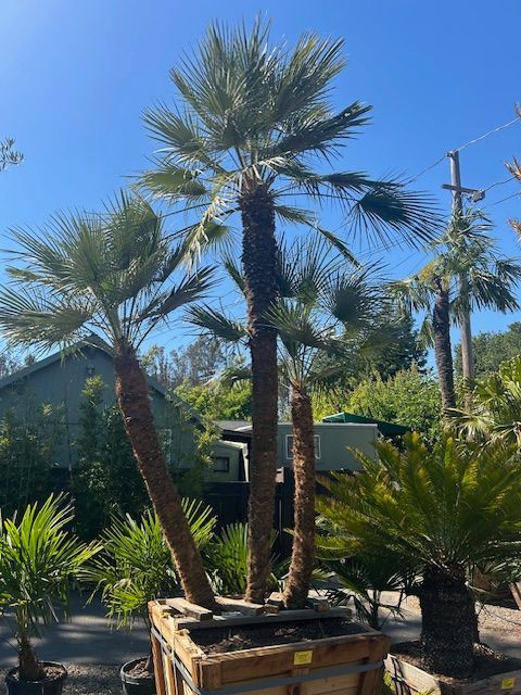 A large palm tree is sitting in a wooden box in a garden.