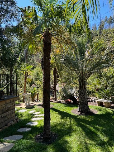 A lush green garden with palm trees and stepping stones.