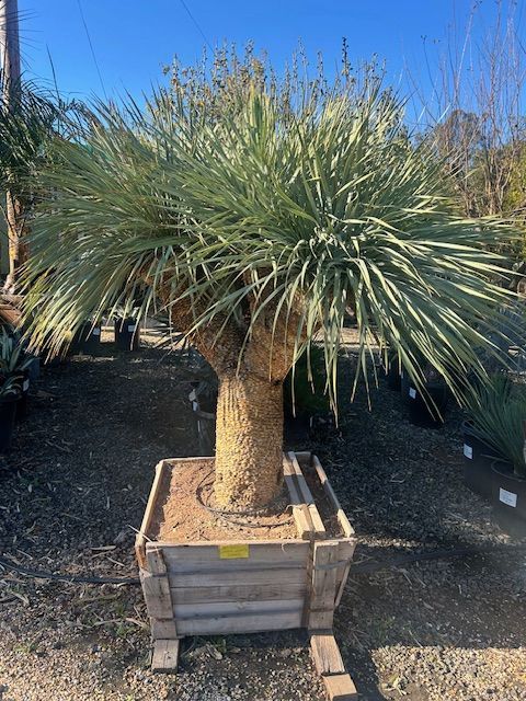 A large palm tree is sitting in a wooden box.