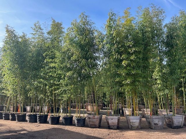 A row of trees in pots in a garden.