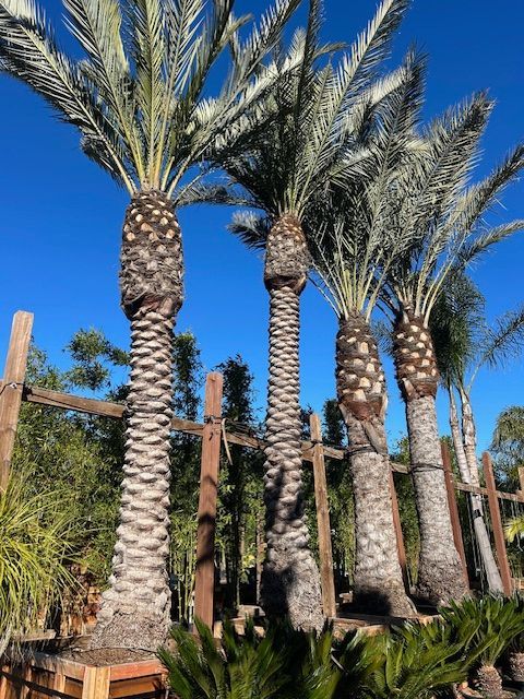 A row of palm trees against a blue sky