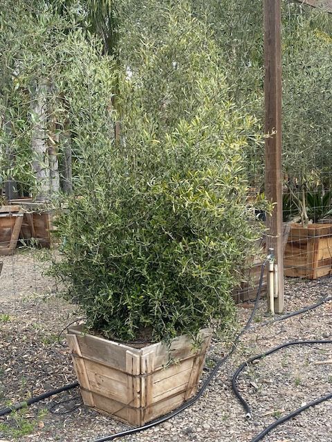 A large potted plant is sitting in a wooden planter.