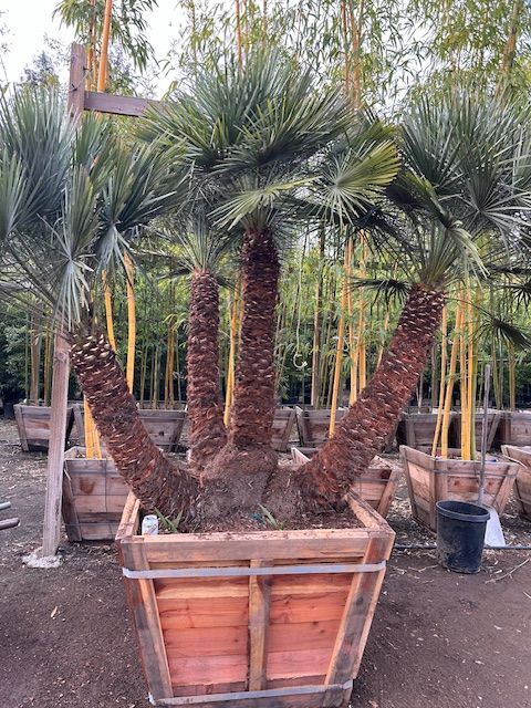 A large palm tree in a wooden planter in a garden.