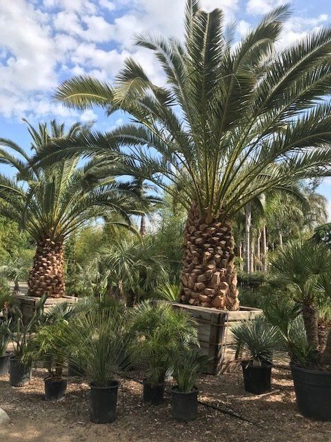 New Canary Palms