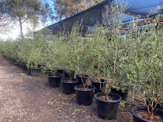 A row of potted plants are lined up in a garden.