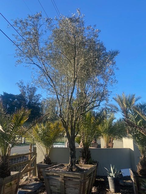 A large tree is sitting in a wooden box in front of a building.