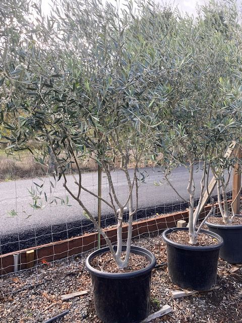 A row of potted olive trees sitting next to each other in a garden.