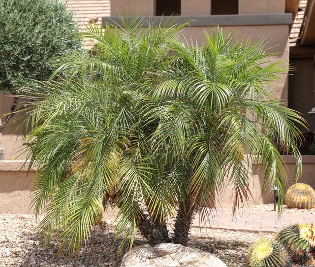 Pygmi Date Palms | Sonoma, CA | Jungle Bamboo and Palms