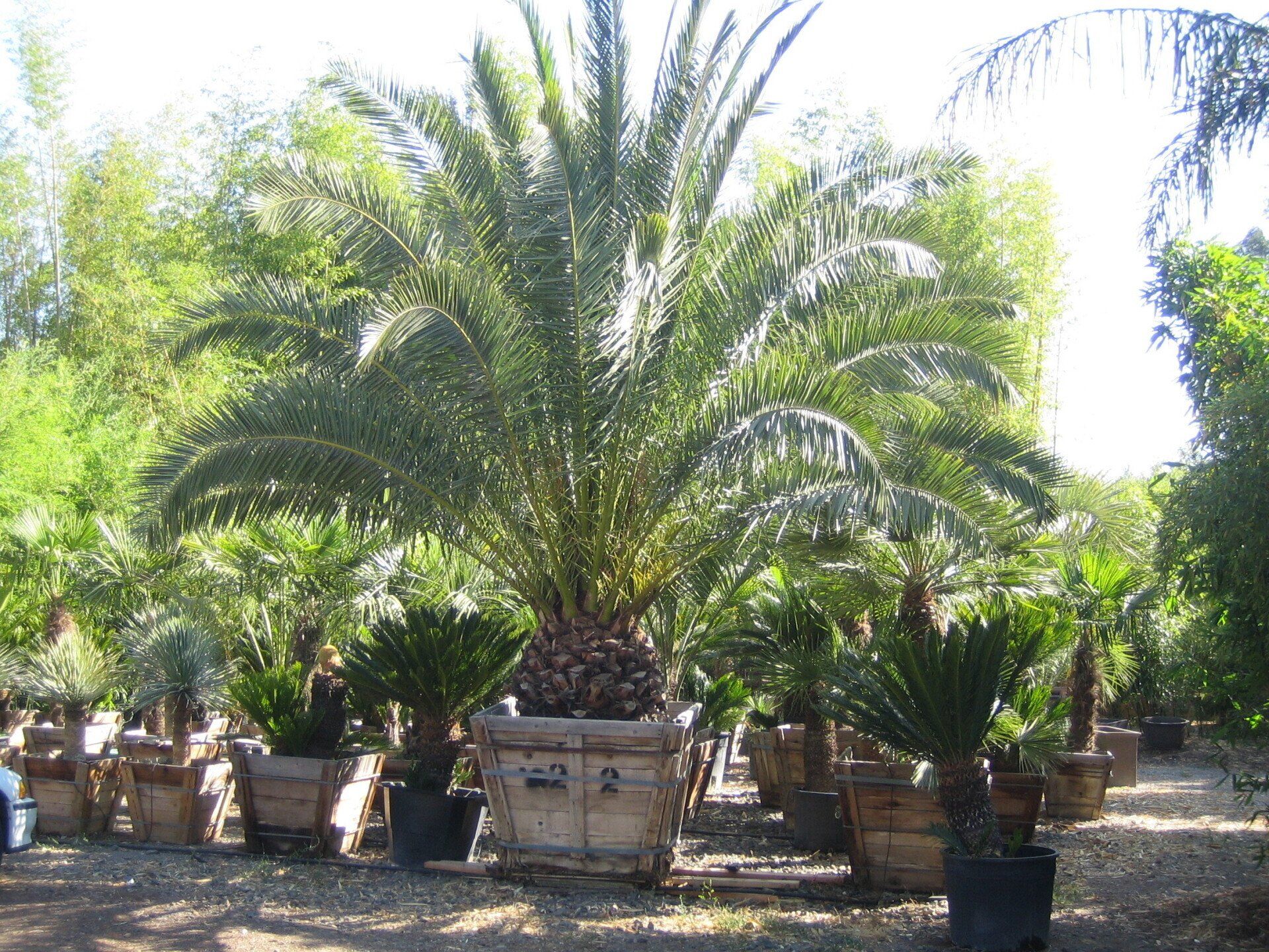 Phoenix Canariensis Canary – Canary palm