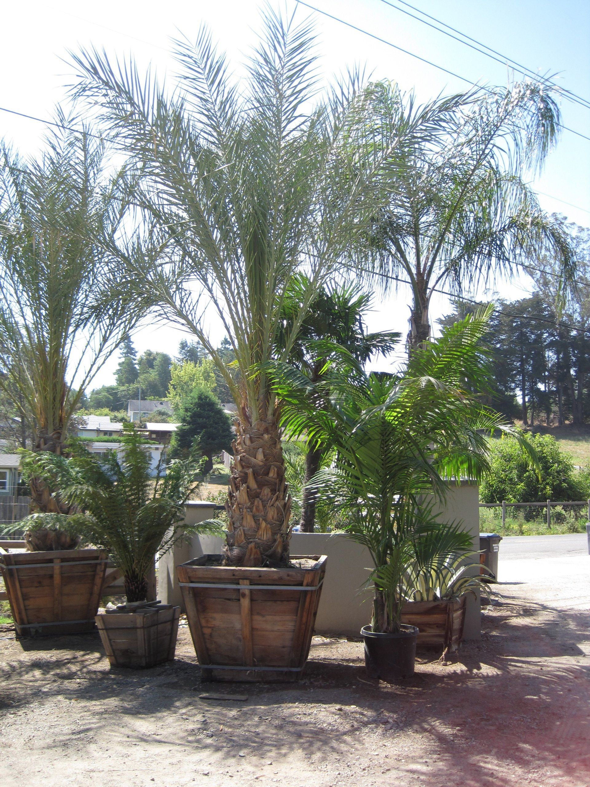Phoenix Dactylifera – Date Palm