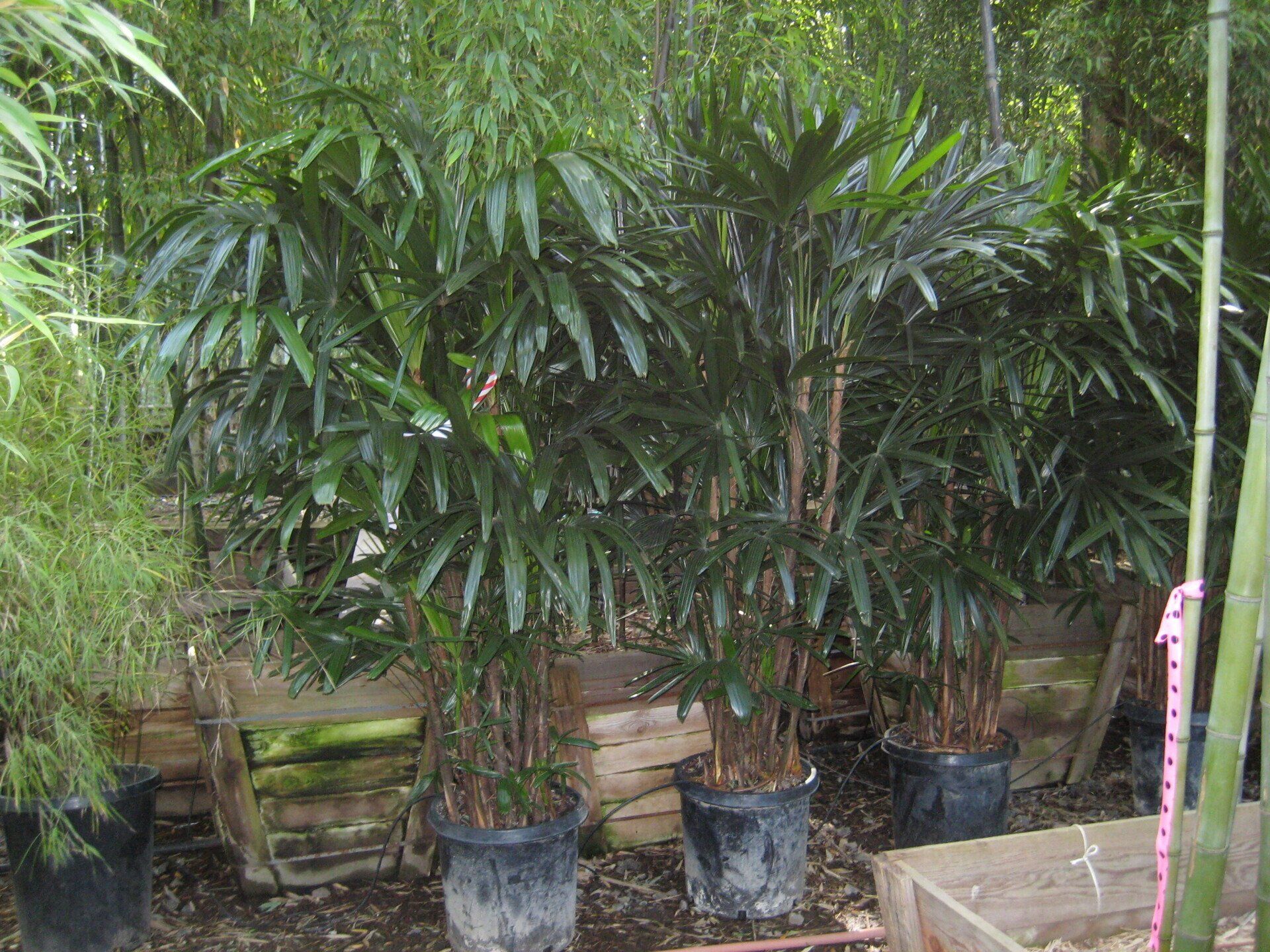 Rhapis Excelsa