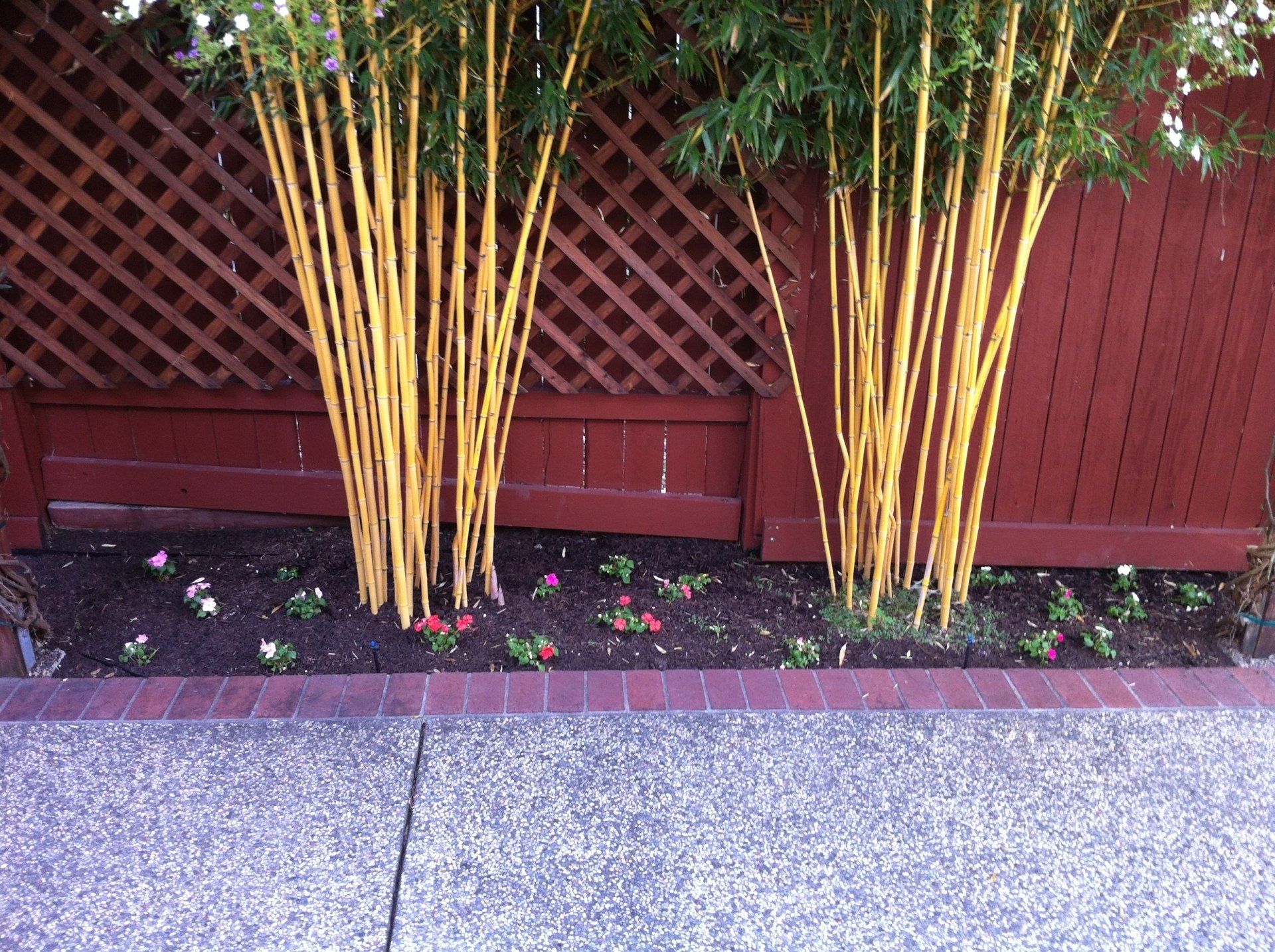 Yellow Crookstem Bamboo