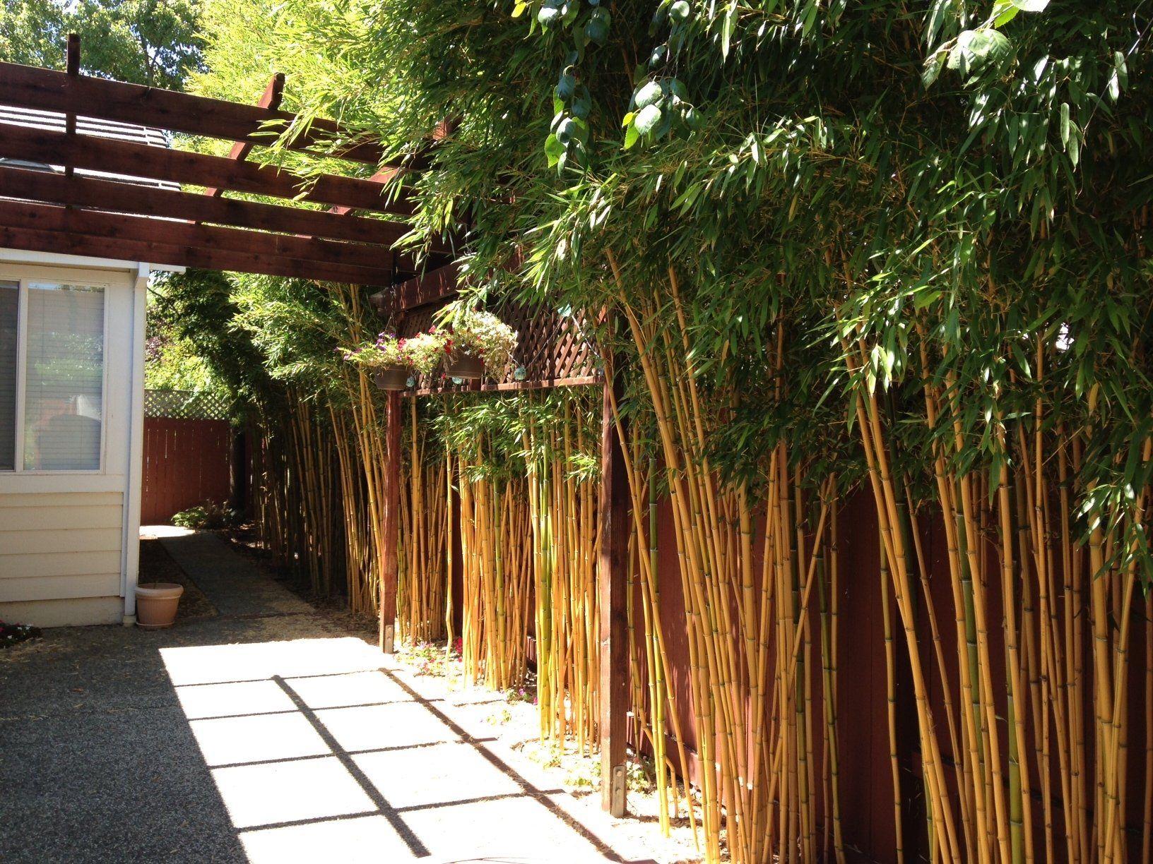 Yellow Crookstem Bamboo – After A Year