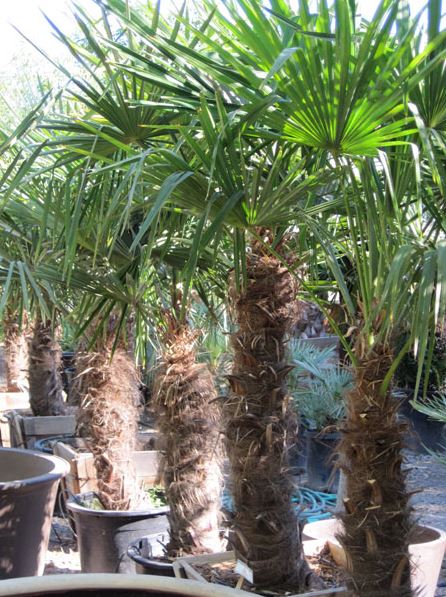 Trachycarpus Fortuneii – Windmill Palm