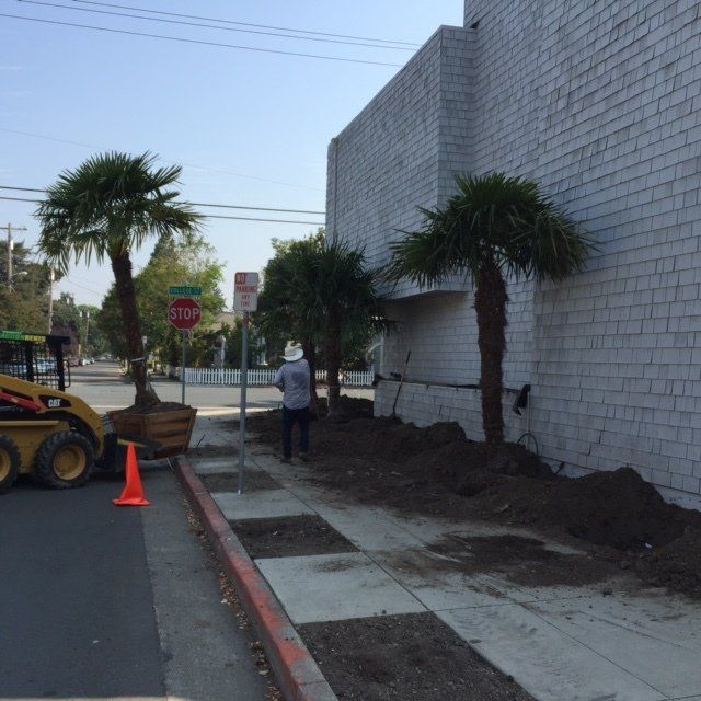 Trachycarpus Fortune Installation