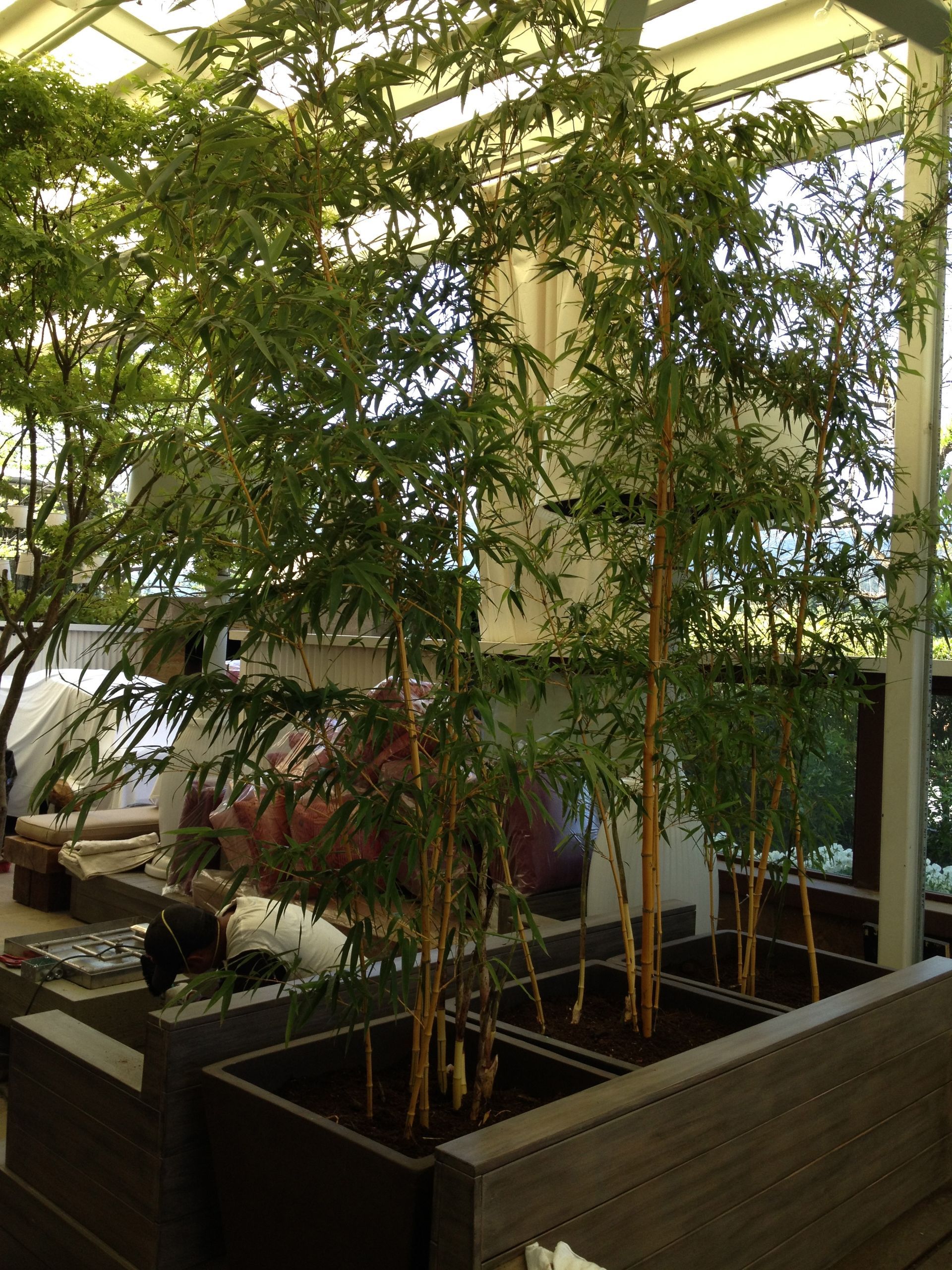 A row of planters filled with trees in a room